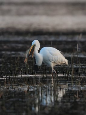 Büyük beyaz yırtıcı balıkçıl, büyük balıkçıl, Casmerodius albus adında bir balık yakaladı..