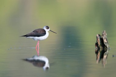 Siyah kanatlı Stilt 'in yakın plan fotoğrafı, çok uzun kırmızı bacaklı siyah beyaz kuş, su yüzeyinin ortasında yürüyor. Himantopus himantopus.