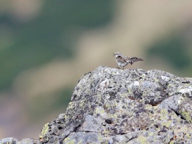 Su Borusu 'nun kayaya atlarken çekilmiş yakın plan fotoğrafı. Anthus spinoletta.