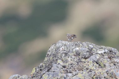 Su Borusu 'nun kayaya atlarken çekilmiş yakın plan fotoğrafı. Anthus spinoletta.