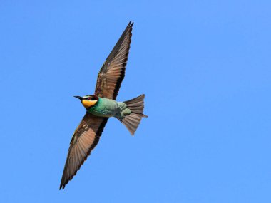 Aksiyon fotoğrafı. Arı yiyici dinamik bir pozda uçuyor. Uçan mücevher. Avrupalı Arı yiyici, Merops apiaster