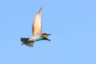 Aksiyon fotoğrafı. Arı yiyici dinamik bir pozda uçuyor. Uçan mücevher. Avrupalı Arı yiyici, Merops apiaster