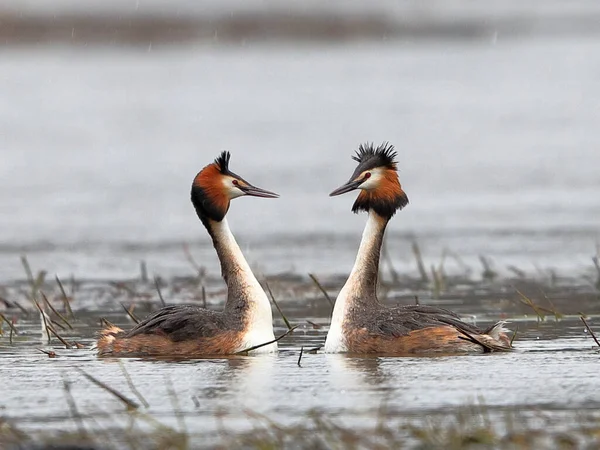 Par Grandes Grebes Nadan Superficie Del Lago Enamorados Cortejos Contrastante —  Fotos de Stock