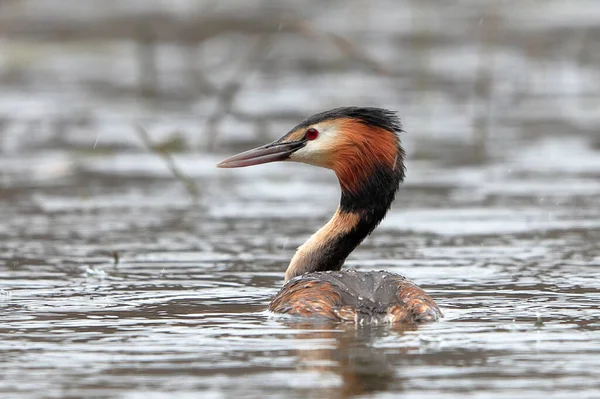 Ein Haubentaucher Schwimmt Auf Der Oberfläche Des Sees Inmitten Von — Stockfoto