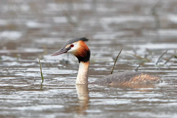 A great grebe swims on the lake\'s surface in the midlle of lake grass. Close-up photo of real wildlife. Great Crested Grebe, Podiceps cristatus.