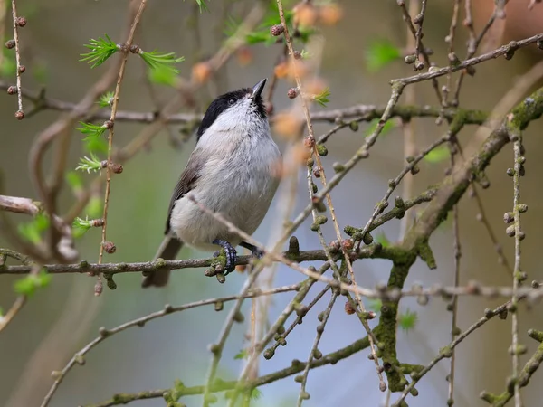 Close Portrait Songbird Twig Coat Tit Periparus Ater Czech Republic — Stock fotografie