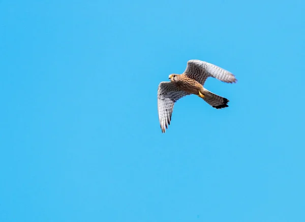 Close-up photo of a bird of prey flying  in a dynamic pose, isolated on a neutral background of blue sky. Common Kestrel, Falco tinnunculus.