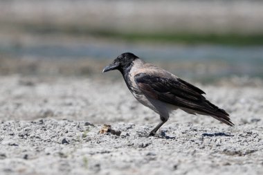 Ölü bir balık bulan taşlı bir sahilde parlayan gözlü kargaların yakın plan fotoğrafı. Tarafsız ışık arkaplanındaki izole siyah kuş. Kapüşonlu Karga, Corvus kornix.