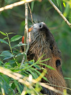 Vahşi Hindistan cevizinin yakın plan fotoğrafı yeşil çalıların arka planındaki söğüt dallarını ısırıyor. Doğal ortam. Nutria, Coypu, Myocastor coypus