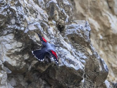Dağ uçan mücevheri, bir kayanın üzerine atlamak, böcekleri ve diğer böcekleri aramak. Kırmızı kanatlı gri kuş. Palava Hills, Çek Cumhuriyeti. Duvarcı, Tichodroma Muraria.
