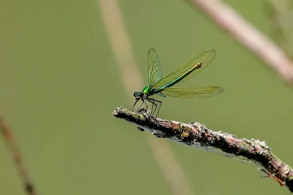 Close Photo Dark Green Dragonfly Natural Environment Green Nettle Leaves — Stock Photo, Image