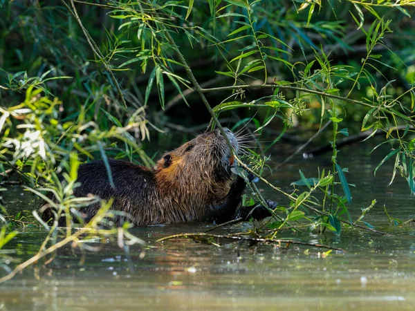 Detailní Fotografie Divoké Nutrie Kousnout Vrby Větvičky Pozadí Zelených Keřů — Stock fotografie