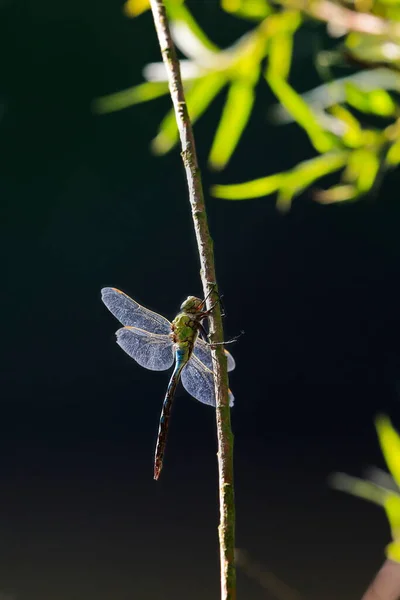 Κοντινή Φωτογραφία Του Dragonfly Διαφανή Φτερά Ουδέτερο Πολύχρωμο Φόντο Ανακόπτης — Φωτογραφία Αρχείου