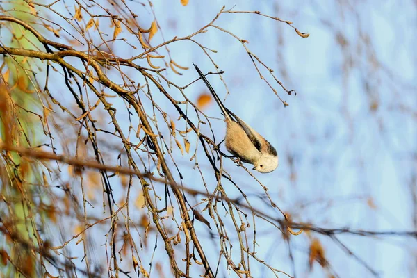 Close Photo White Songbird Twig Long Tailed Tit Aegihalos Caudatus — Stock Fotó