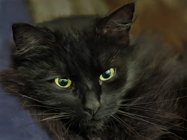 Збільшений Портрет Чорної Кішки Очі Погляд Пекла Norwegian Forest Cat — стокове фото