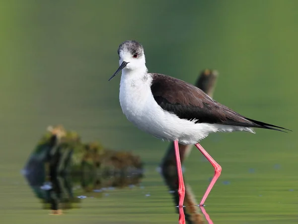 Close Photo Black Winged Stilt Black White Bird Very Long — Stock Photo, Image