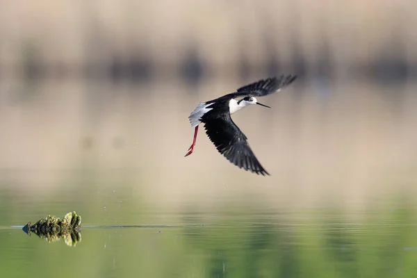 Close Photo Black Winged Stilt Black White Bird Very Long — Stock Photo, Image