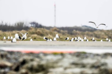 Dune adasındaki Helgoland havaalanında bir pistte martı..