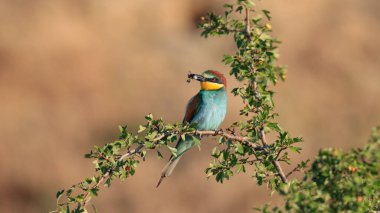 Ağaçta gagasında bir kelebekle oturan Arı Yiyen 'in yakın plan portresi. Uçan mücevher. Avrupalı Arı yiyici, Merops apiaster