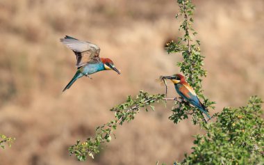 Bir yusufçuk yakaladım. Ve göster, elinde ne var? Uçan mücevher. Avrupalı Arı yiyici, Merops apiaster