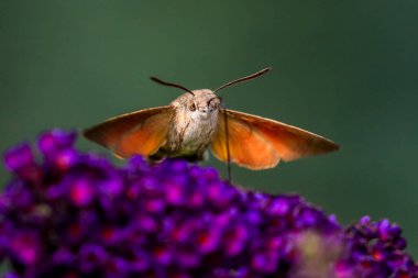 Yaz şairane bir fotoğraf. Sinekkuşu atmaca güvesi çiçek açan yaz leylağı (kelebek çalısı) etrafında yüzer ve bir nektar emer. Macroglossum stellatarum, Buddleia davidii.