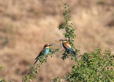 Bir yusufçuk yakaladım. Ve göster, elinde ne var? Uçan mücevher. Avrupalı Arı yiyici, Merops apiaster