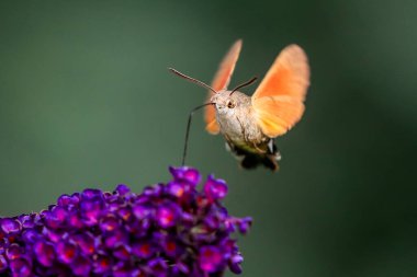Yaz şairane bir fotoğraf. Sinekkuşu atmaca güvesi çiçek açan yaz leylağı (kelebek çalısı) etrafında yüzer ve bir nektar emer. Macroglossum stellatarum, Buddleia davidii.
