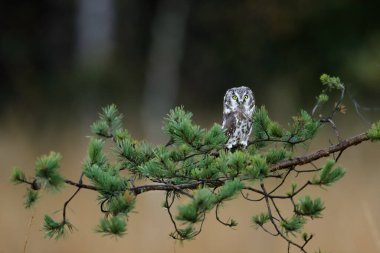 Küçük kahverengi baykuşun portresi. Parlak sarı gözleri ve güzel doğal bir çevrede sarı bir gagası var. Tengmalms Baykuşu ya da Richardson Baykuşu, Aegolius Funereus olarak da bilinir..