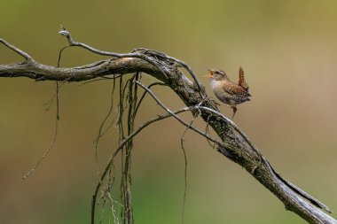 Avrasyalı Wren 'in yakın plan portresi, Kış Wren, Troglodit trogloditleri.
