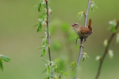 Avrasyalı Wren 'in yakın plan portresi, Kış Wren, Troglodit trogloditleri.
