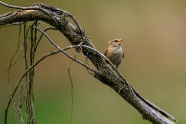 Avrasyalı Wren 'in yakın plan portresi, Kış Wren, Troglodit trogloditleri.