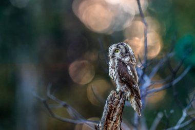 Küçük kahverengi baykuşun portresi. Parlak sarı gözleri ve güzel doğal bir çevrede sarı bir gagası var. Tengmalms Baykuşu ya da Richardson Baykuşu, Aegolius Funereus olarak da bilinir..