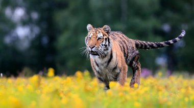 Dünyanın en büyük kedisi, Sibirya kaplanı, Panthera Tigris Altaica, sarı çiçeklerle dolu bir çayır boyunca kameraya doğru koşuyor. Doğanın en iyi yırtıcısının empresyonist sahnesi..
