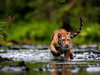 Dünyanın en büyük kedisi, Sibirya kaplanı, yeşil bir ormanın ortasında bir derede avlanır. Doğal ortamdaki en yırtıcı hayvan. Panthera Tigris Altaica.