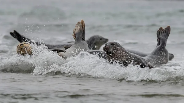 大西洋海豹 Halichoerus Grypus Atlantica 意思是 钩鼻海猪 也被拼写为灰印章或马头印章 北大西洋之春 — 图库照片