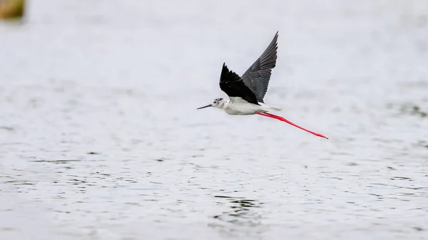 Photo Rapprochée Black Winged Stilt Oiseau Noir Blanc Avec Très — Photo