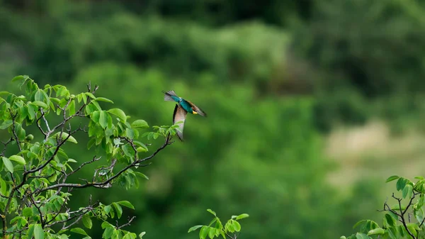 Foto Acción Bee Eater Volando Una Pose Dinámica Joya Voladora — Foto de Stock