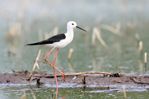 Photo Rapprochée Black Winged Stilt Oiseau Noir Blanc Avec Très — Photo