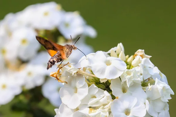 夏の詩的な写真 夏に咲くライラック 蝶の茂み の周りにハチドリの鷹蛾が浮かび 蜜を吸う Macroglossum Steratarum ブドリア ダヴィディ — ストック写真