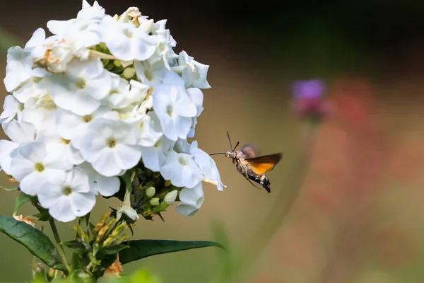 夏の詩的な写真 ハチドリタカ蛾は白い夏の花の周りに浮かび 蜜を吸う Macroglossum Steratarum Phlox Paniculata — ストック写真