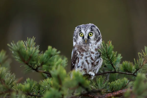 Portrait Gros Plan Une Minuscule Chouette Brune Aux Yeux Jaune — Photo