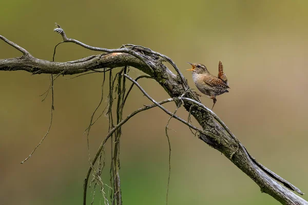 Retrato Cerca Eurasian Wren Winter Wren Troglodytes Troglodytes —  Fotos de Stock