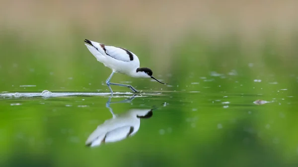 長い細いくちばしを上向きに湾曲した珍しい歩行者のクローズアップ写真 絶滅危惧種に指定されています チェコ共和国 Pied Avocet Recurvirostra Avosetta — ストック写真