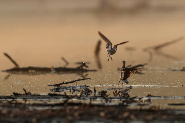 Humor Primavera Par Pequenos Feiticeiros Namoro Nascer Sol Sandpiper Madeira — Fotografia de Stock