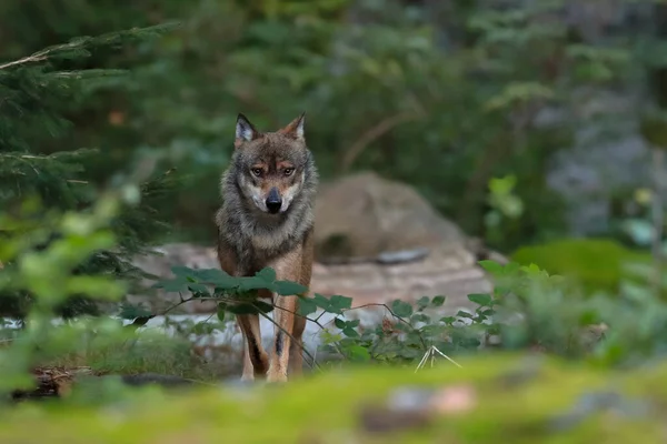 Közelkép Farkasról Egy Zöld Erdő Természetes Környezetében Európai Szürke Farkas — Stock Fotó