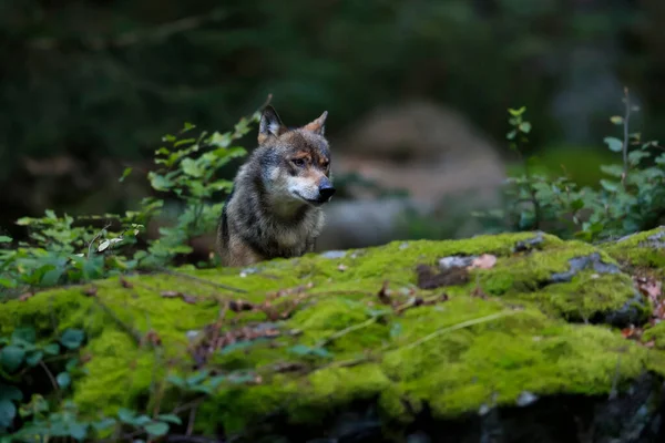 Close Portret Van Wolf Een Natuurlijke Omgeving Van Een Groen — Stockfoto