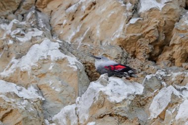 Dağ uçan mücevheri, bir kayanın üzerine atlamak, böcekleri ve diğer böcekleri aramak. Kırmızı kanatlı gri kuş. Palava Hills, Çek Cumhuriyeti. Duvarcı, Tichodroma Muraria.