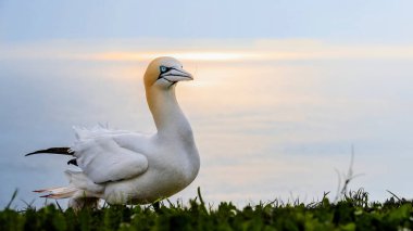 Büyük beyaz renkli deniz kuşunun yakın plan portresi. Kuzey Gannet, Morus bassanus.