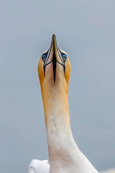 Close Portret Van Grote Witte Kleurrijke Zeevogel Noord Gannet Morus — Stockfoto