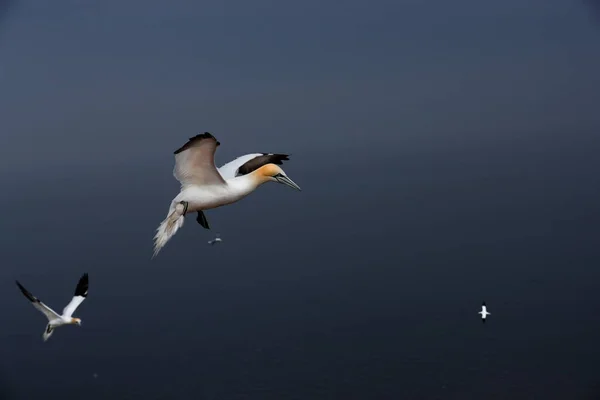 Gros Plan Portrait Grand Oiseau Mer Blanc Coloré Volant Sur — Photo